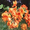 Azalee, orange (Rhododendron 'Addy Wery')