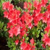 Japanische Azalee (Rhododendron 'Geisha Red')