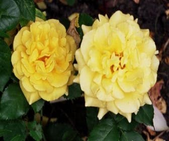 Strauchrose (Rosa - gelb)