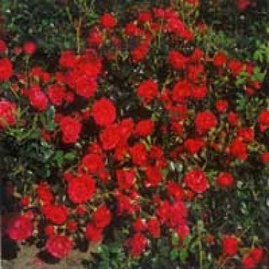 Strauchrose (Rosa  - rot)
