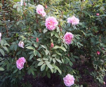 Strauchrose (Rosa - rose)