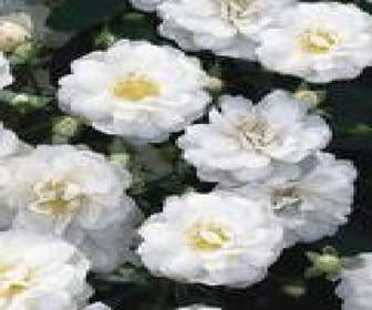 Strauchrose (Rosa - weiß)