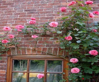 Kletterrose (Rosa 'Pink Perpetue')
