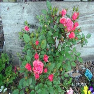 Miniaturrose (Rosa (mini) - dunkelrosa)