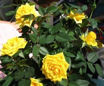 Miniaturrose (Rosa (mini) - gelb)