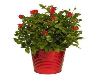 Miniaturrose (Rosa (mini) - rot)