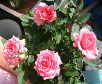 Miniaturrose (Rosa (mini) - rose)