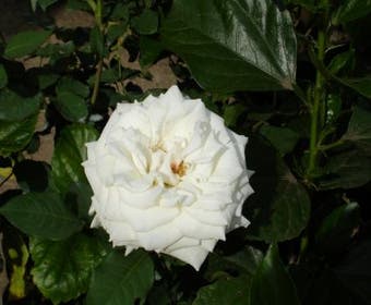 Miniaturrose (Rosa (mini) - weiß)