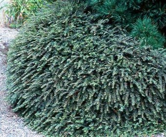Zwergmispel (Cotoneaster adpressus)