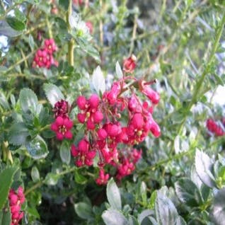 Escallonia (Escallonia 'Red Elf')