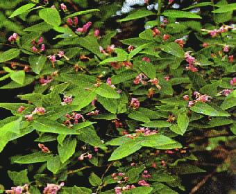 Strauch-Geißblatt (Lonicera tatarica 'Rosea')