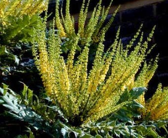 Mahonie-Strauch (Mahonia media 'Charity')