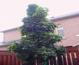 Norwegische Ahorn (Acer platanoides 'Columnare')