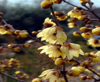 Winterjasmin (Chimonanthus praecox)
