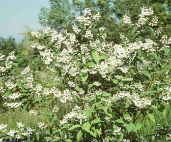 Brautstrauch (Deutzia magnifica)