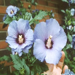 Hibiscus syriacus 'Coelestis' (Altheastruik)