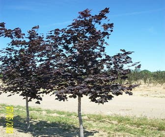 Norwegische Ahorn (Acer platanoides 'Royal Red')