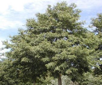 Erle (Alnus Spaethii)