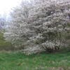 Krentenbaum (Amelanchier ovalis 'Edelweiss')