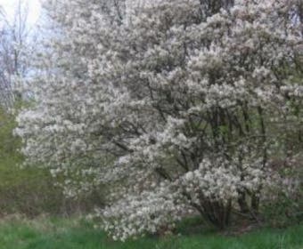 Krentenbaum (Amelanchier ovalis 'Edelweiss')