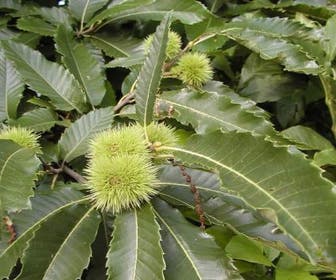 Kastanienbaum (Castanea sativa 'Lyon')