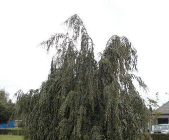 Trauerbuche (Fagus sylvatica 'Black Swan')