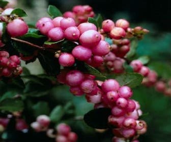 Schneeball (Symphoricarpos doorenbosii 'Mother of Pearl')