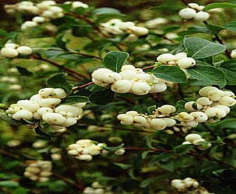 Schneeball (Symphoricarpos doorenbosii 'White Hedge')