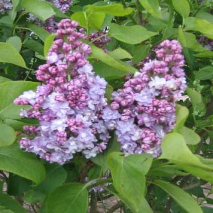 Sering (Syringa vulgaris 'Michel Buchner')