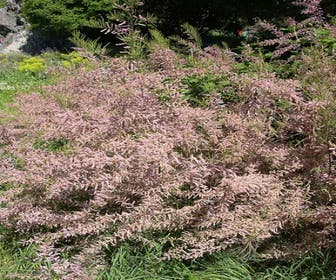 Tamarisk (Tamarix parviflora)