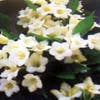 Weigela (Weigela 'Candida')