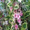 Weigela (Weigela florida 'Variegata')