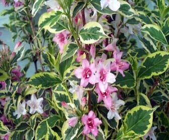 Weigela (Weigela florida 'Variegata')