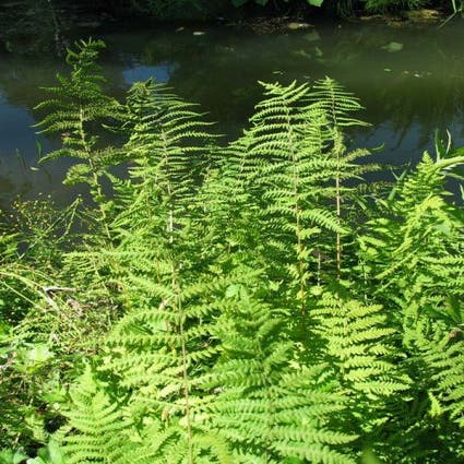 Sumpf-Farn (Thelypteris palustris)