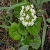 Weißer Huflattich (Petasites albus)