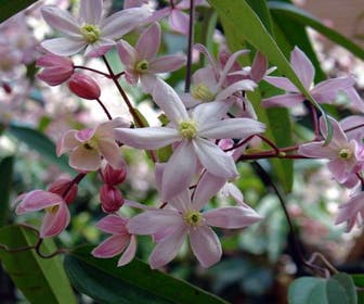 Waldrebe, immergrün (Clematis armandii 'Apple Blossom')