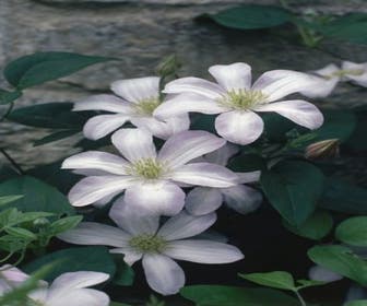 Waldrebe (Clematis 'Huldine')