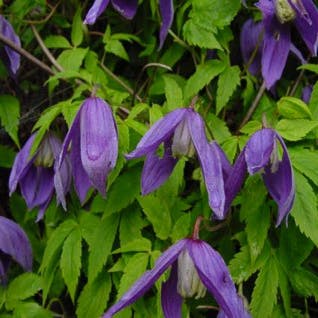 Waldrebe (Clematis 'Pamela Jackman')
