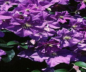 Waldrebe (Clematis 'Perle d'azur')