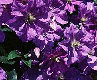 Waldrebe (Clematis 'Perle d'azur')