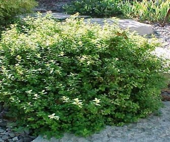 Spierstrauch (Spiraea japonica ´Nana´)