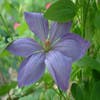 Waldrebe (Clematis 'Mrs Cholmondeley')
