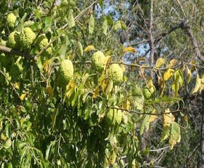 Osagedorn (Maclura promifera)