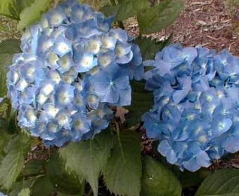 Hortensia (Hydrangea macrophylla 'Hamburg')