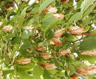 Europäische Hopfenbuche (Ostrya carpinifolia)