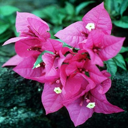 Bougainvillea als Strauch (Bougainvillea glabra)