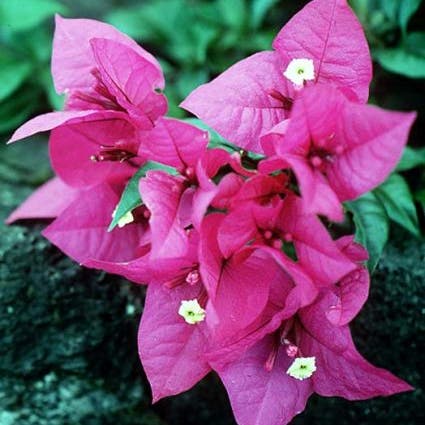 Bougainvillea als Strauch (Bougainvillea glabra)