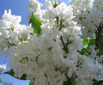 Flieder (Syringa vulgaris 'Mme Lemoine')