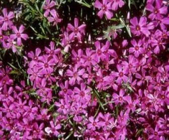 Teppichphlox (Phlox subulata 'Atropurpurea')