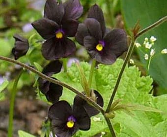 Hornveilchen (Viola 'Molly Sanderson')